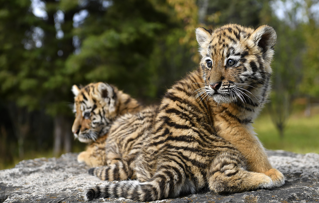 Тигрята-близнецы в китайском сафари-парке