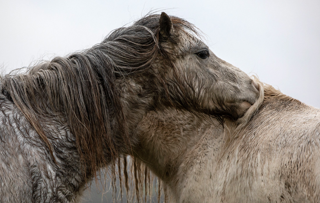 Уэльские горные пони пасутся под дождем