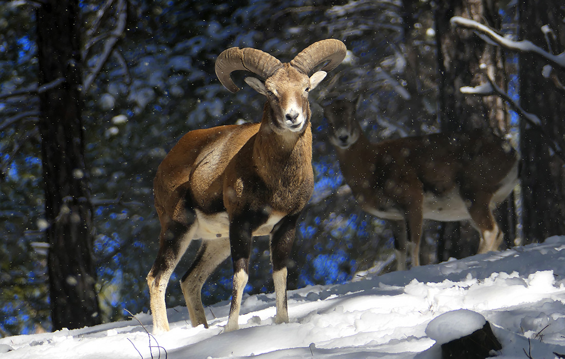 Муфлоны во время снегопада в горах Кипра