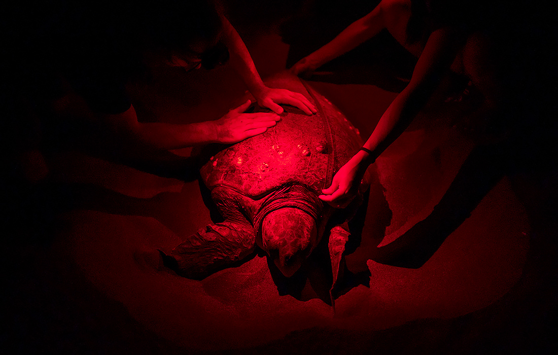 Ветеринар и волонтеры турецкого центра спасения и реабилитации морских черепах наносят отметку на плавник, чтобы отслеживать, в какой стране и на каком пляже черепаха гнездилась