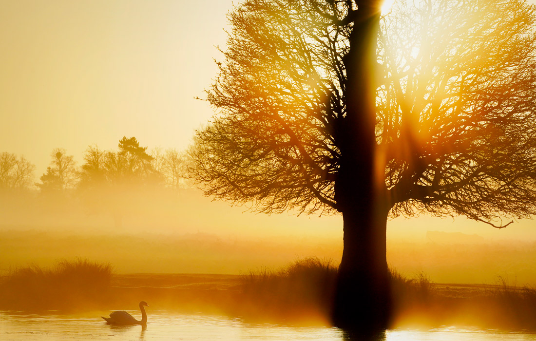 Рассвет в лондонском парке Буши