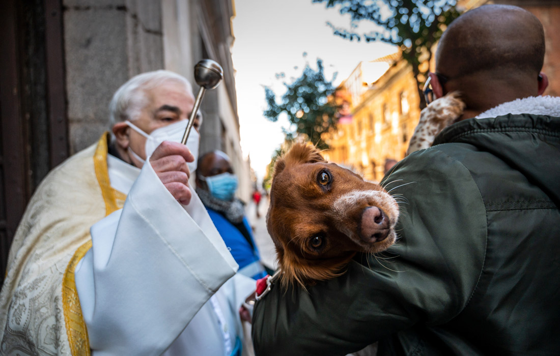 Благословение животных в День святого Антония в Мадриде