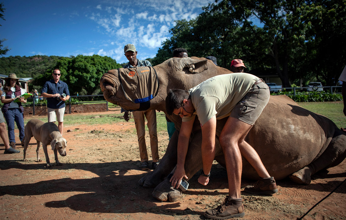 В Южной Африке спасают выживших в результате браконьерства носорогов