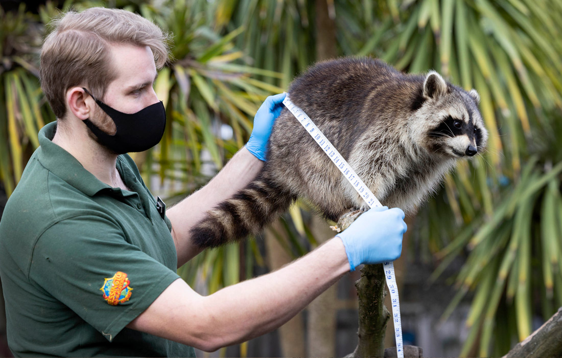 Ежегодную инвентаризацию животных провели в парке Chessington World of Adventures Resort в Англии
