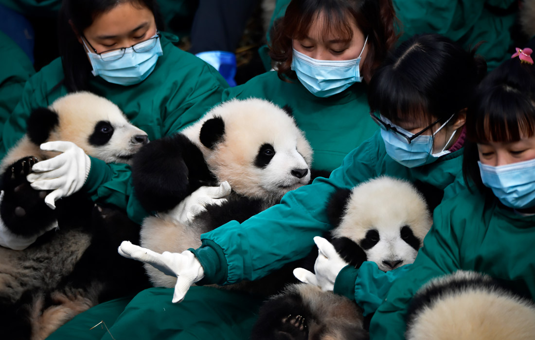 Сотрудники Китайского центра сохранения и исследования гигантской панды представили публике детенышей, которые родились в 2021 году