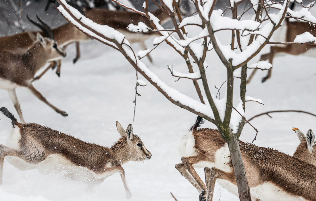 Олени и газели после снегопада в Анкаре, Турция