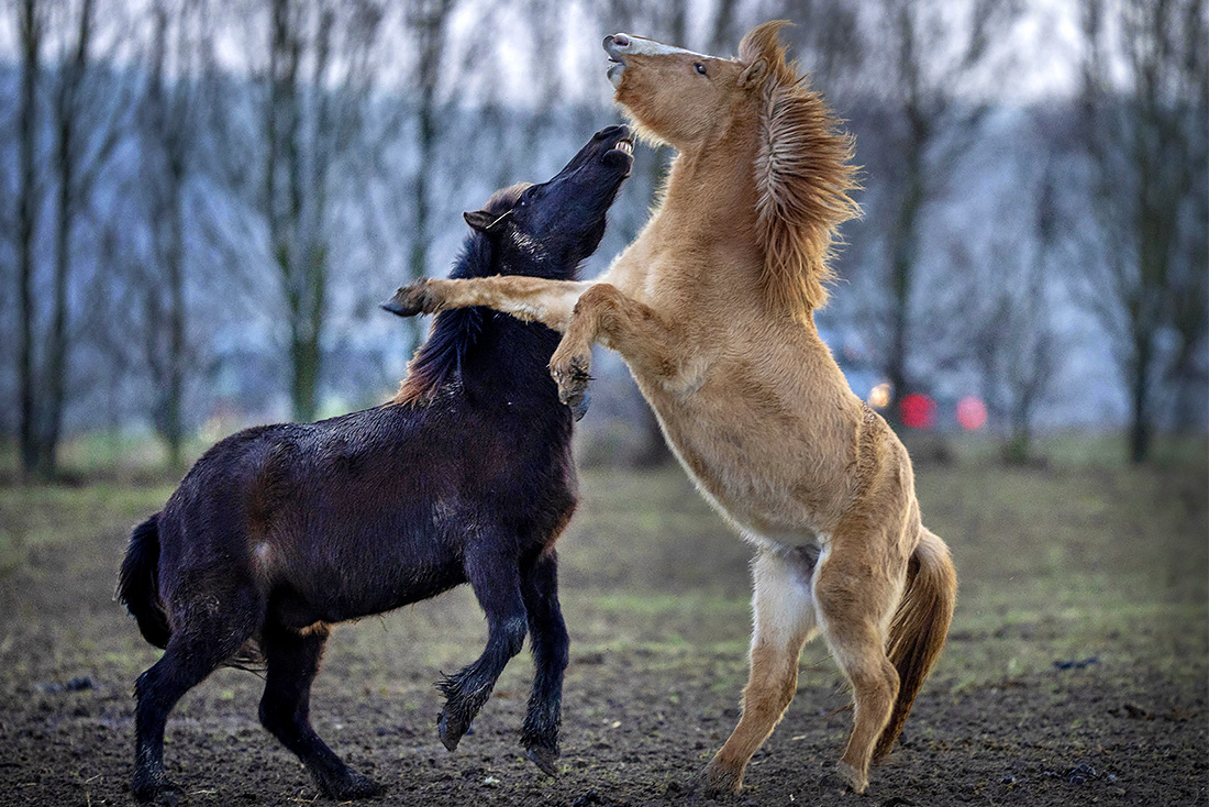 Лошади исландской породы в немецком Верхайме