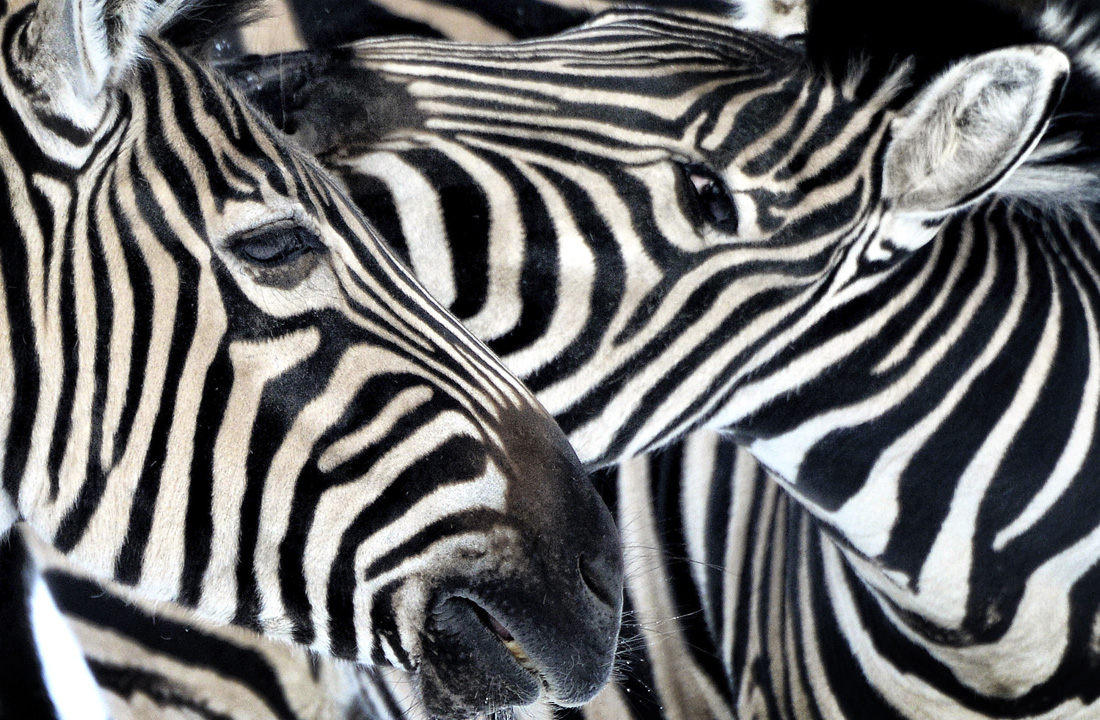 Зебры в Либерецком зоопарке в Чехии