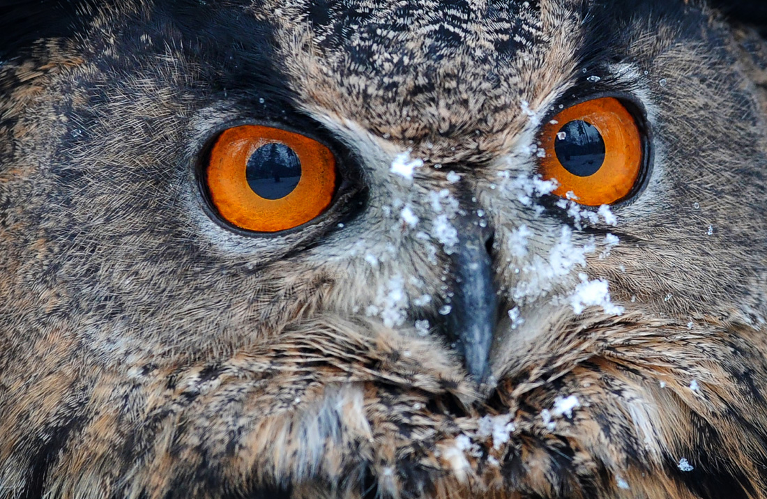 Евразийский филин в Чехии