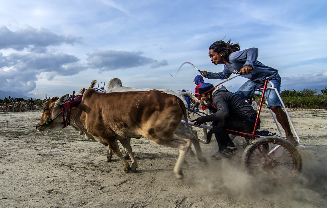 Гонки на бычьих упряжках на индонезийском острове Сулавеси