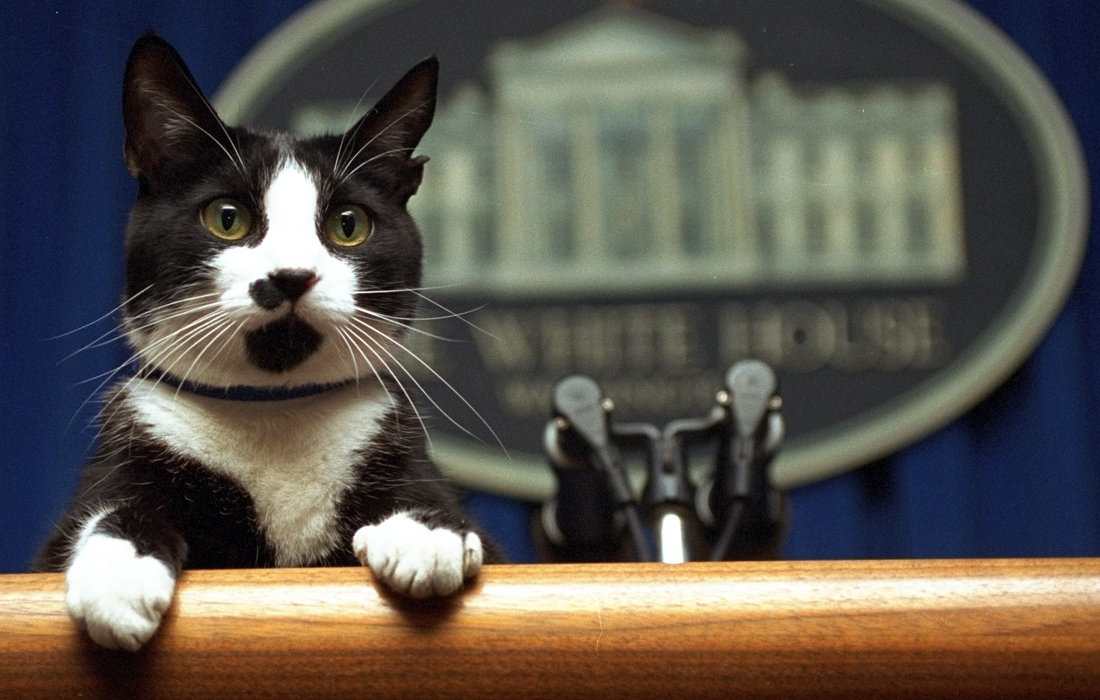 Кот Сокс 42-го президента США Билла Клинтона. Получил свою кличку из‑за белых "носочков" на лапках. Не ладил с другим питомцем Клинтонов - псом Бадди. Клинтон писал об их вражде: "У меня получилось лучше с палестинцами и израильтянами, чем с Бадди и Соксом". 1994 год.