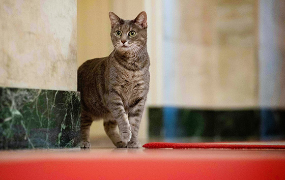 "Мягкая сила" в Белом доме