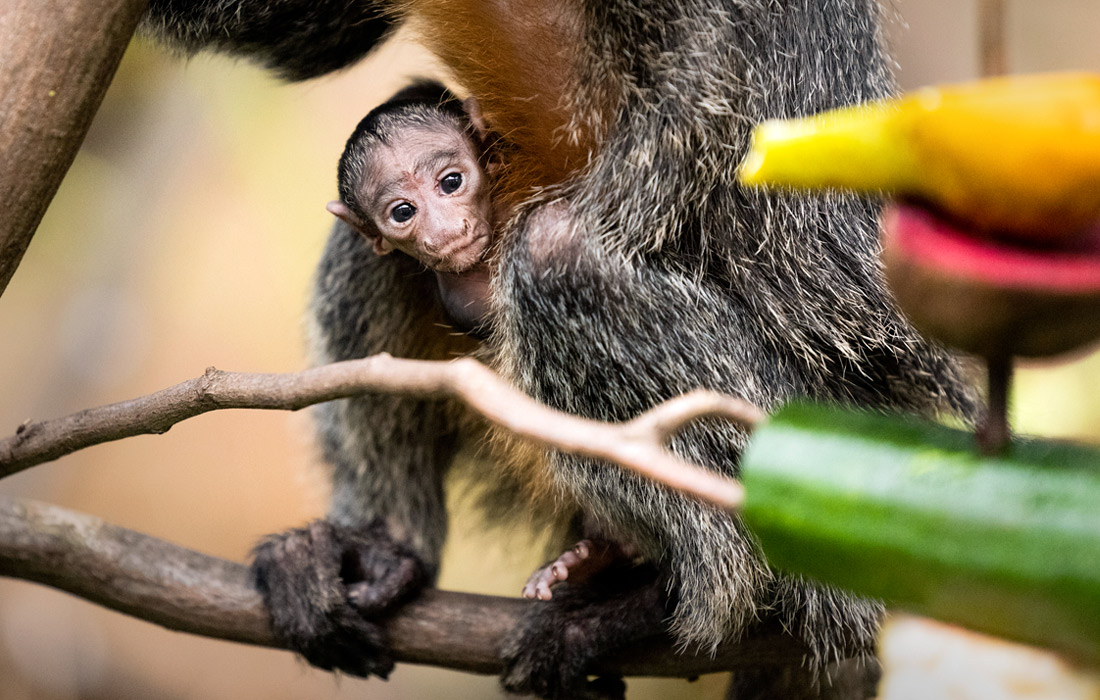 Детеныш белоголового саки в Кельнском зоопарке