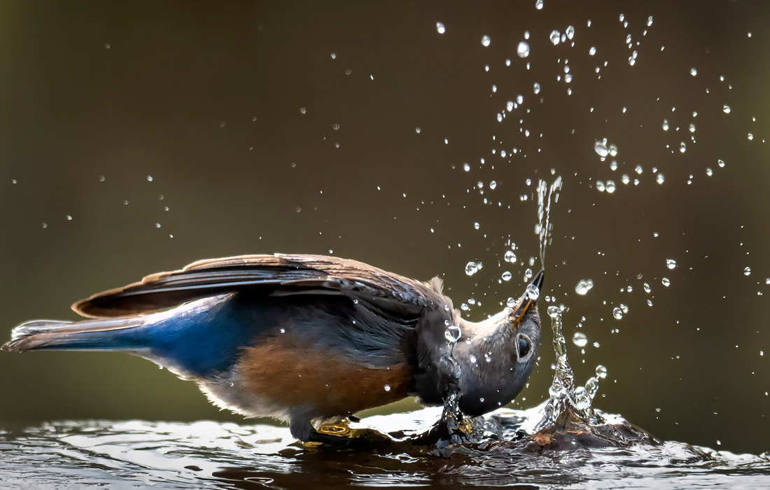 Западная сиалия в сельской местности штата Орегон, США