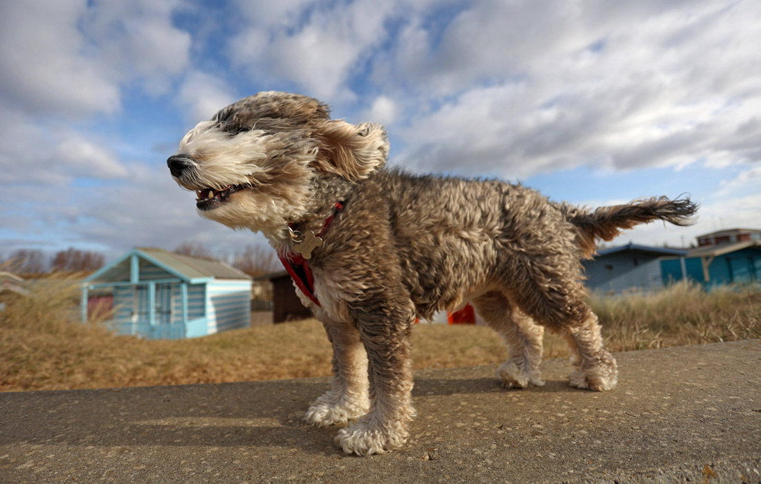 Кокер-пудель во время шторма в Хичаме, Великобритания