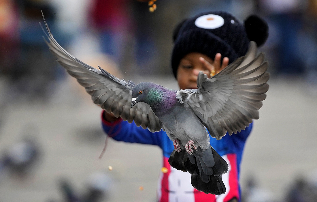 Голуби на площади в колумбийской Боготе