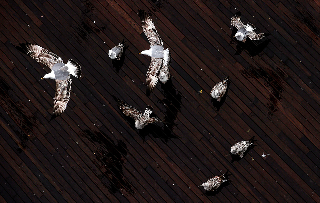 Чайки во время дождя в Стамбуле