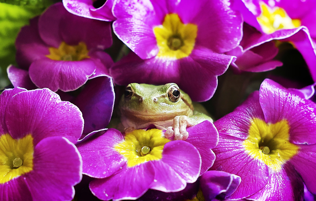 Лягушка в сельскохозяйственном центре в Сеуле