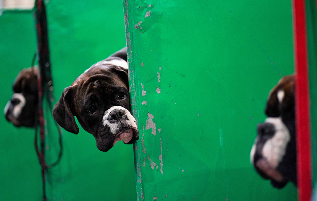 В Великобритании стартовала главная выставка собак "Крафт"