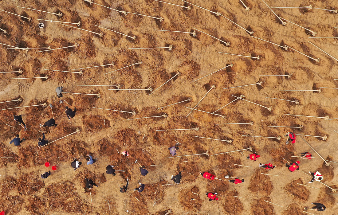 Волонтеры сажают деревья на севере Китая