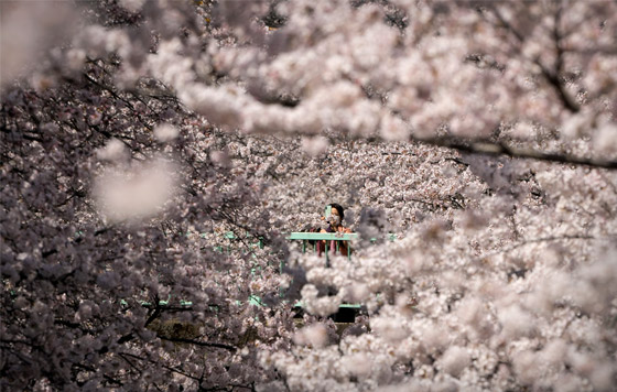 В Японии зацвела сакура