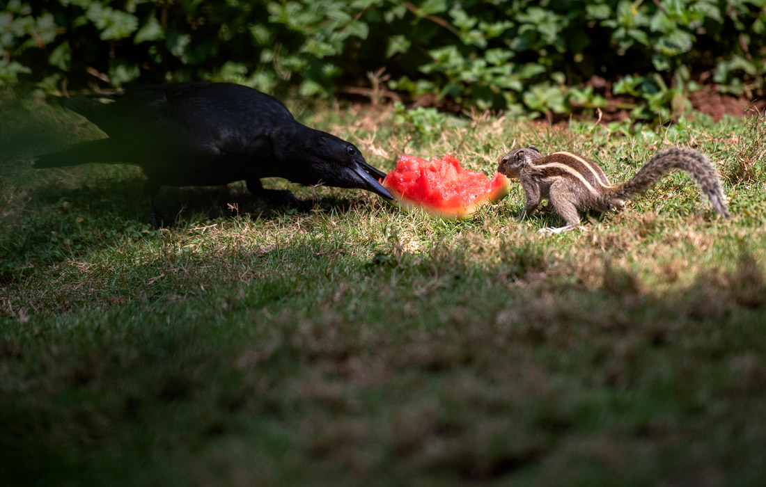 Ворона и бурундук делят арбуз в Мумбаи