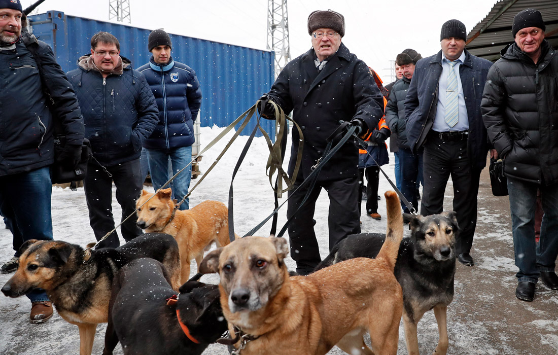 Политик посещает приют для собак в Москве. Январь 2018 года.