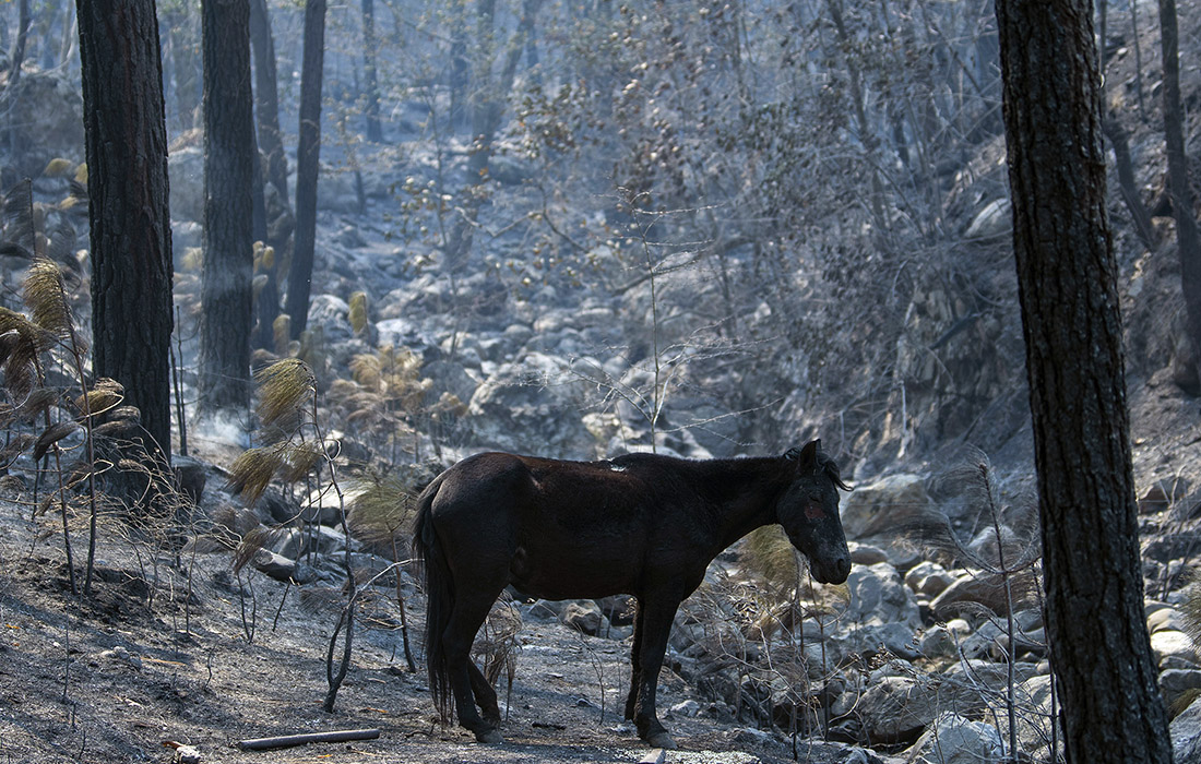 Пожар в национальном парке Кумбрес-де-Монтеррей на севере Мексики