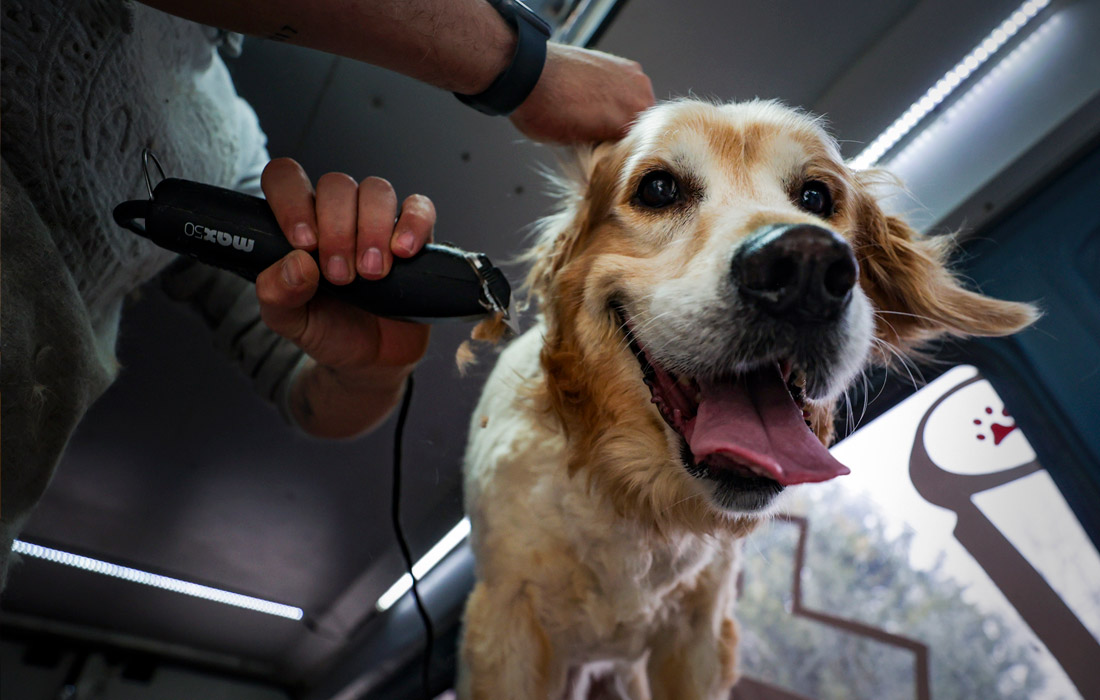 Житель турецкой Анкары организовал выездной груминг-салон для домашних животных