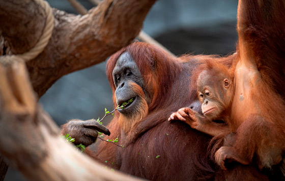 Фотохроника 19 апреля