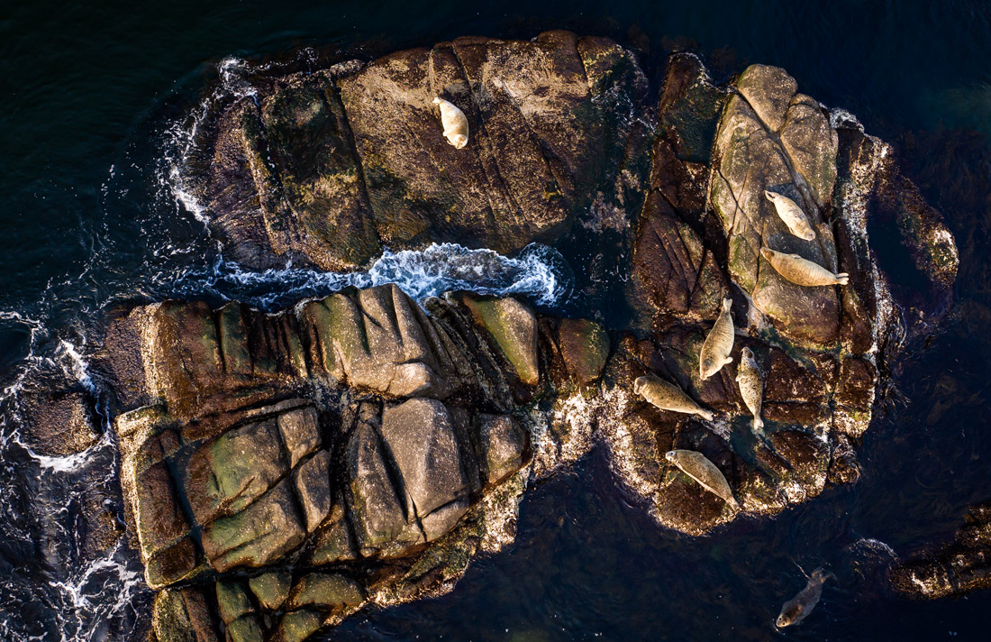 Тюлени ларга в бухте Кит в Приморском крае