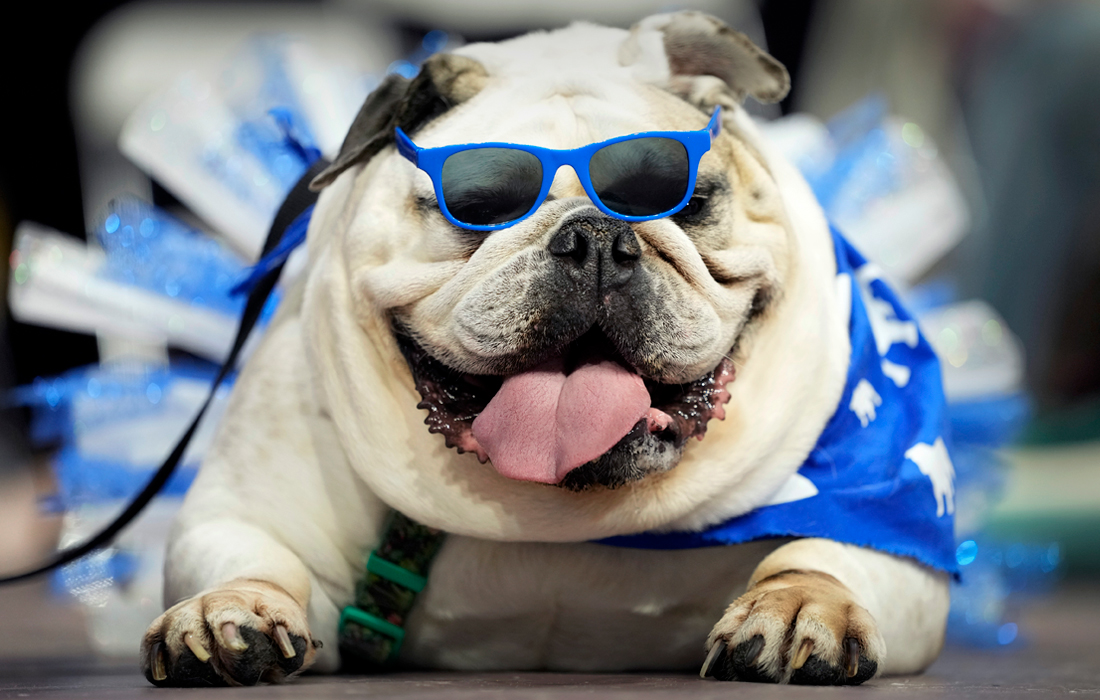 Конкурс красоты среди бульдогов в университете Дрейка в штате Айова