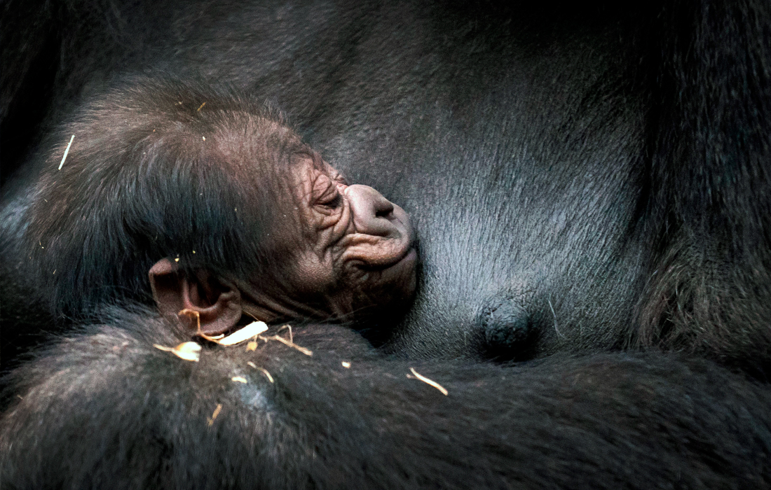 Западная равнинная горилла с новорожденным детенышем в зоопарке в Англии