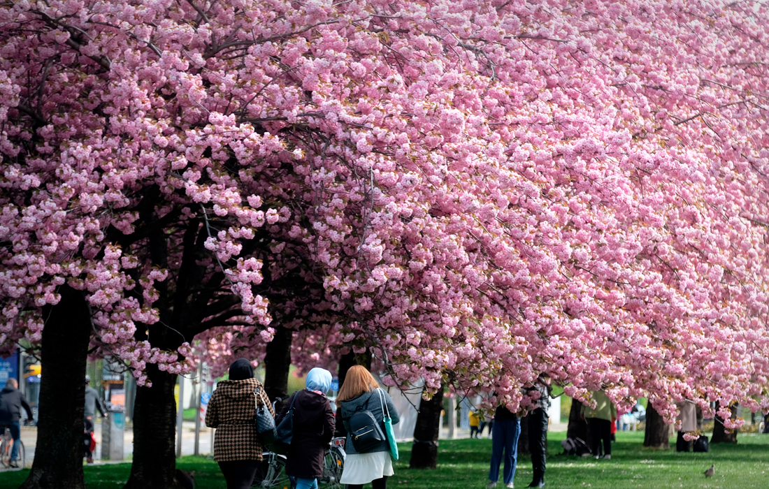 Цветение сакуры в Лейпциге, Германия