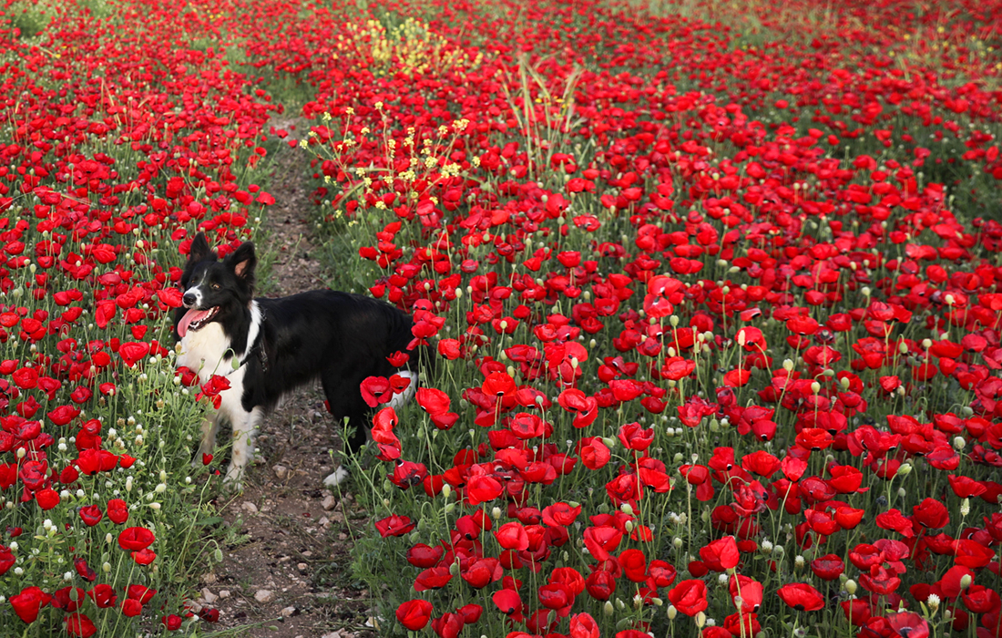 Маковое поле в долине Элла к западу от Иерусалима