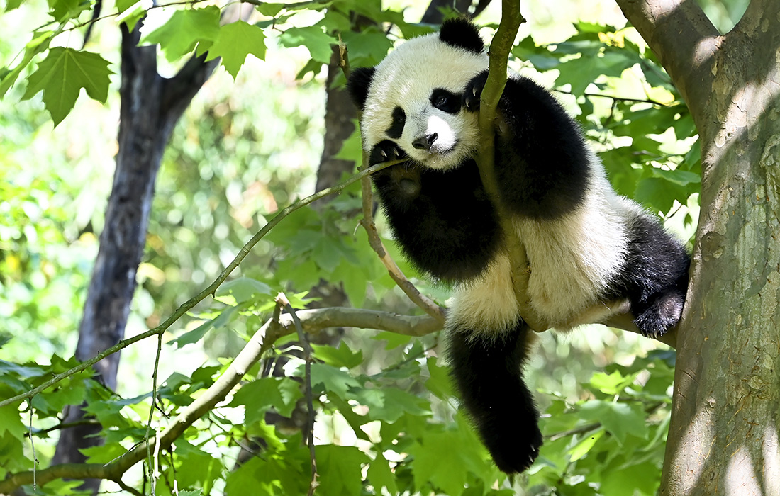 Гигантская панда в китайском Чэнду