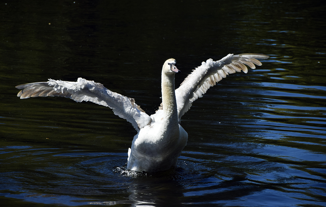 Белый лебедь в лондонском парке Сент-Джеймс