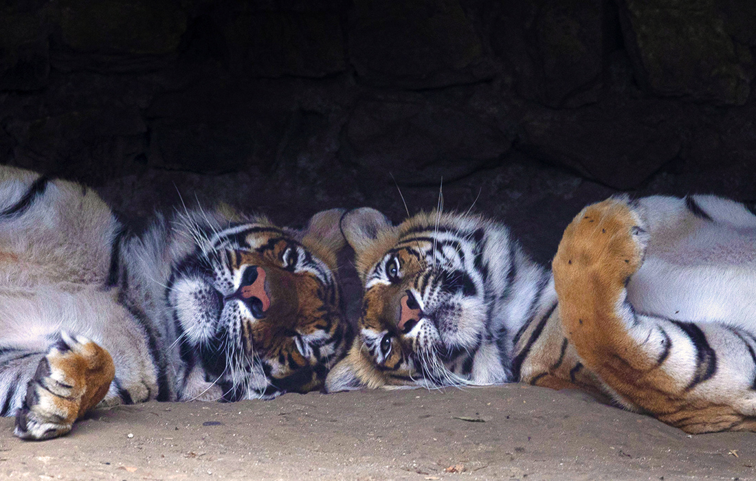 Два бенгальских тигра отдыхают в зоопарке в Катманду, Непал