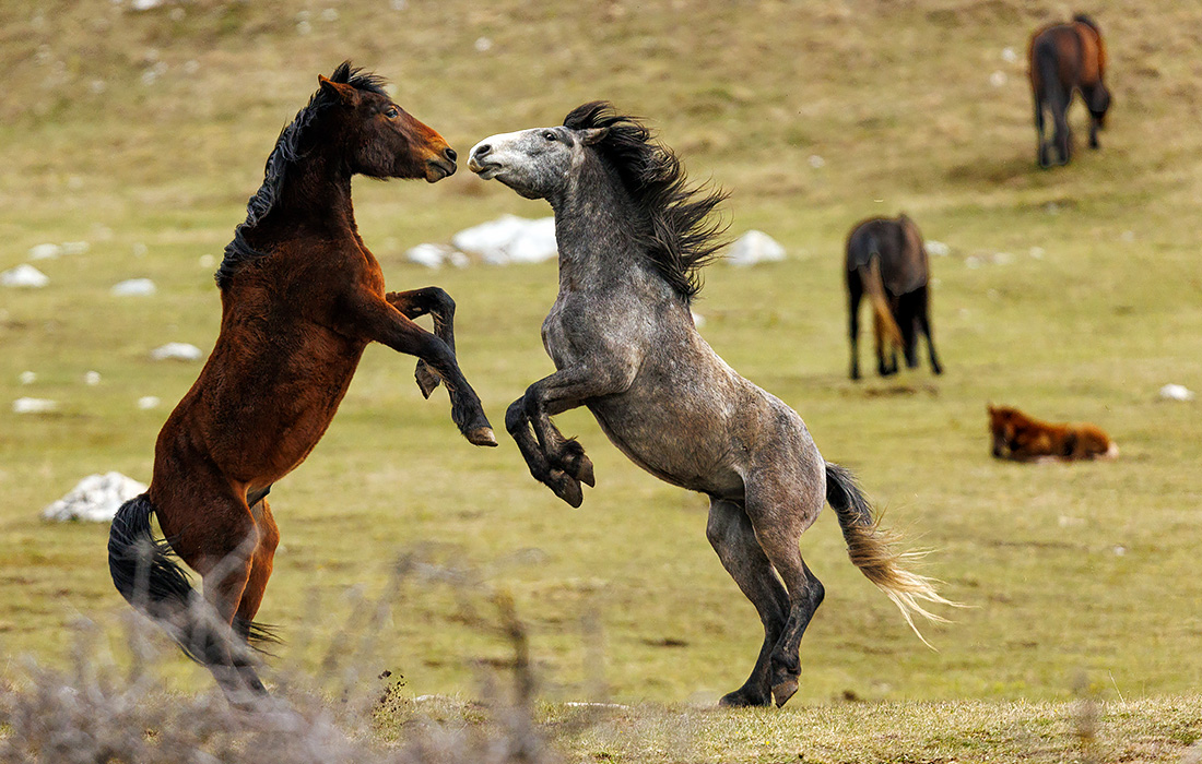 Дикие лошади на горе Цинкар в Боснии и Герцеговине
