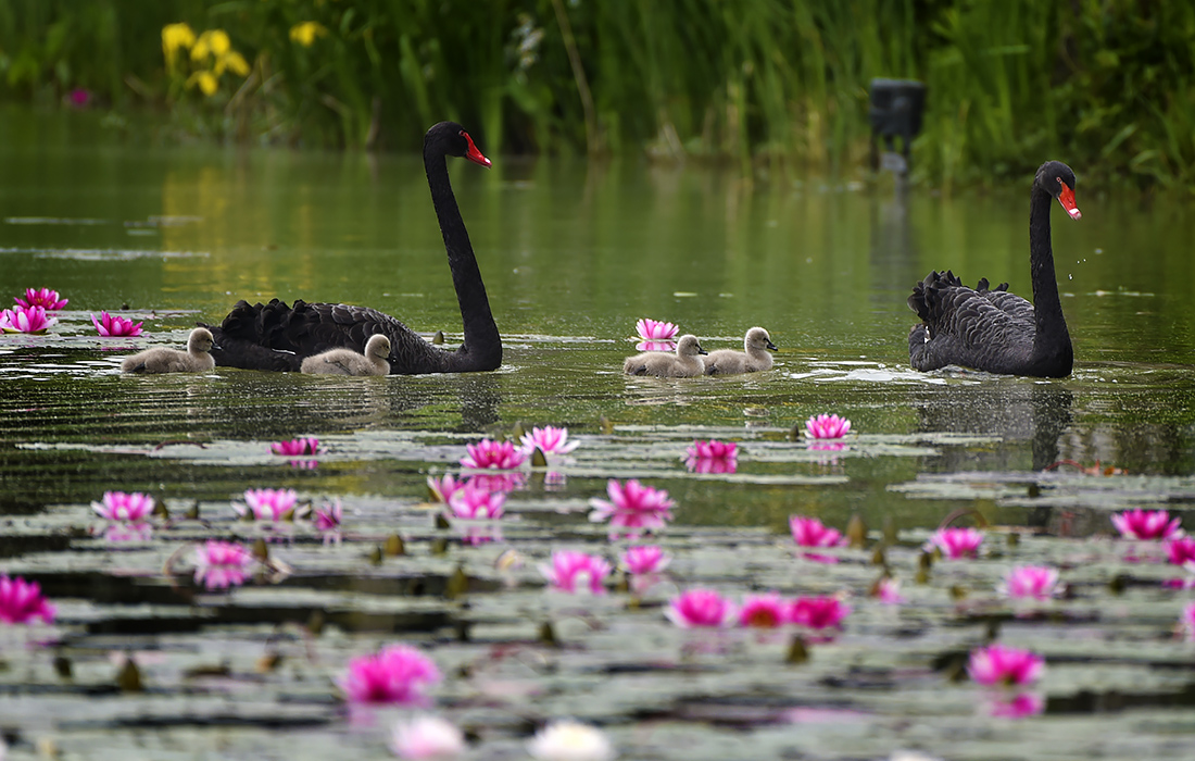 Черные лебеди в китайском Нанкине