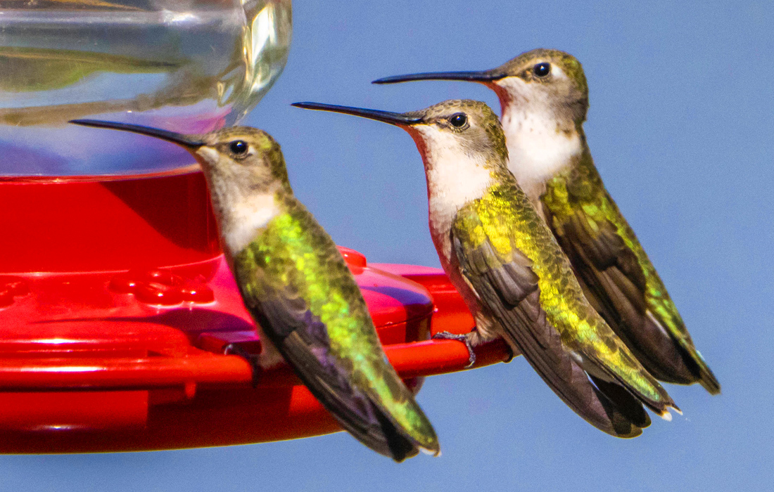 Колибри в Альбукерке