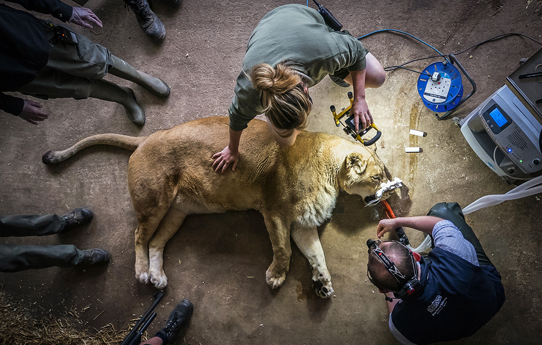Профилактический осмотр 15-летней львицы в Йоркширском парке дикой природы в Англии
