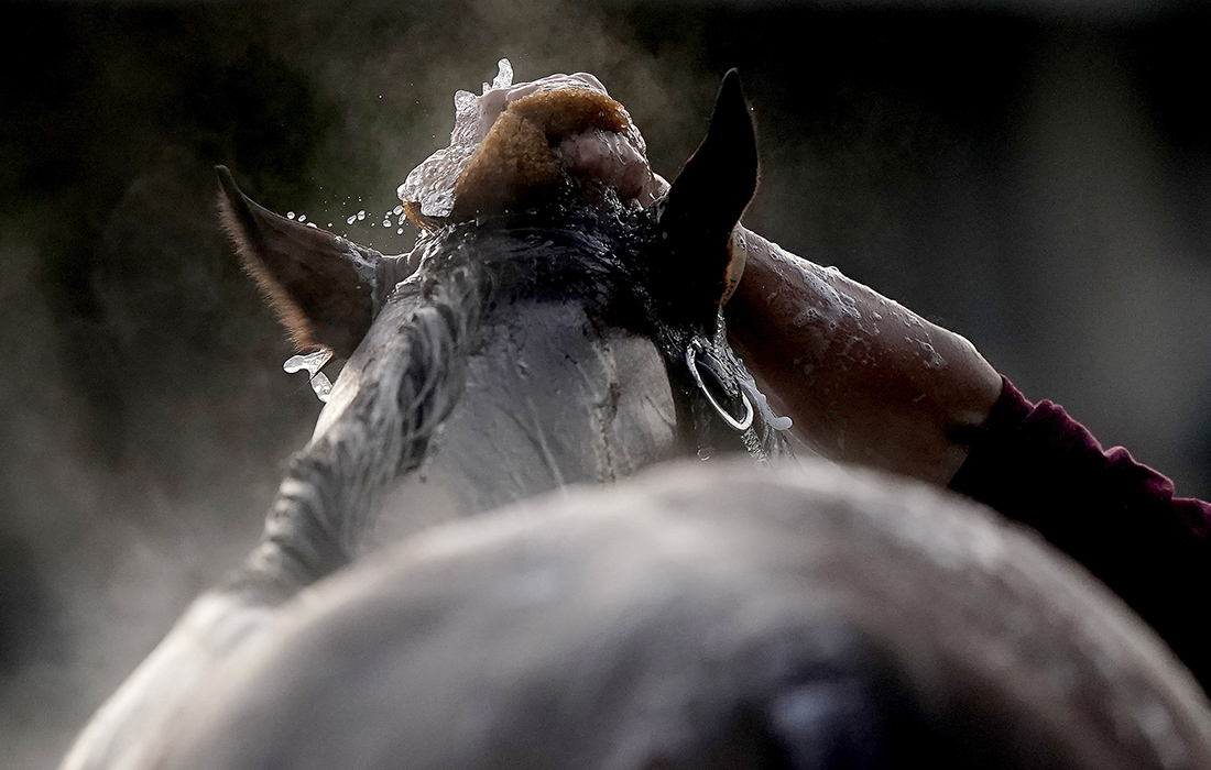 Лошадь после подготовки к скачкам "Кентукки Дерби" в США