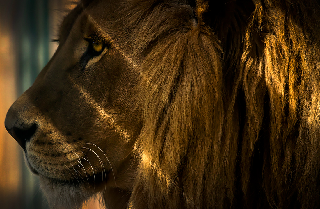 Лев в зоопарке Анкары, Турция