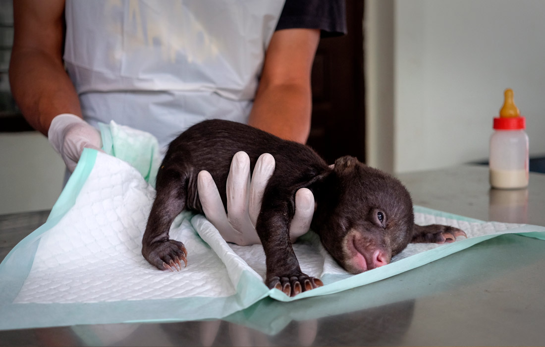 Детеныш малайского медведя в Центре охраны природных ресурсов на острове Суматра