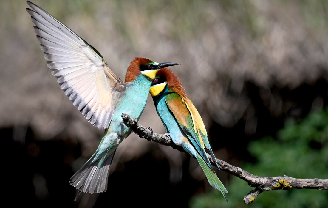 Щурки в Подкарпатье, Польша
