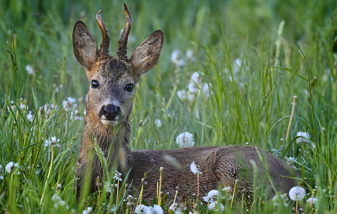 Косуля в немецком Одербрухе