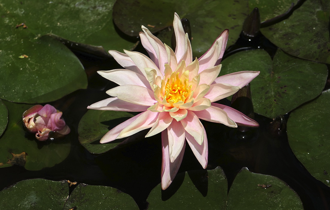 Цветение кувшинок в пруду в парке Никосии на Кипре