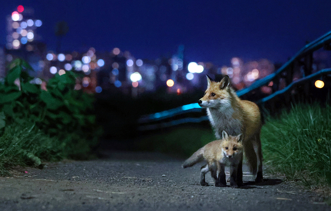 Власти Японии призывают людей избегать рыжих лисиц из-за инфекции эхинококкоза