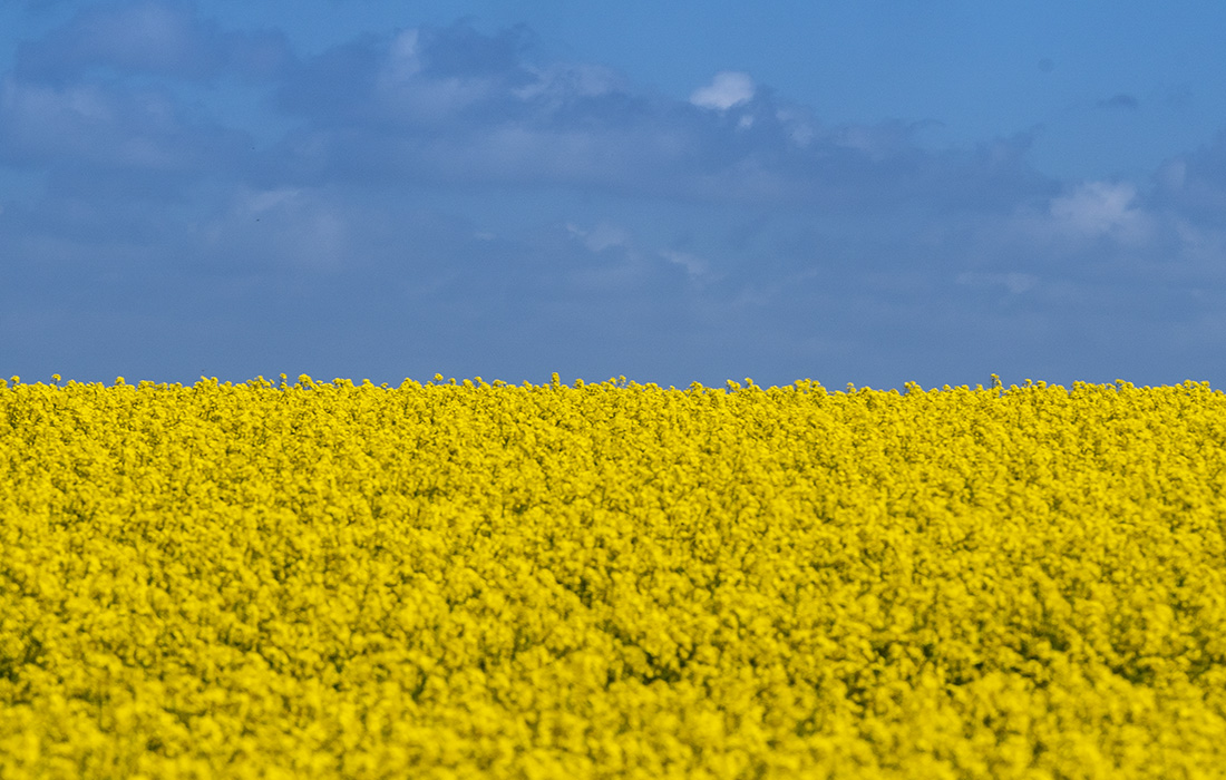 Цветение рапса в датском Леллинге